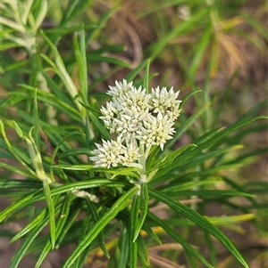 Cassinia longifolia at Hawker, ACT - 24 Nov 2024