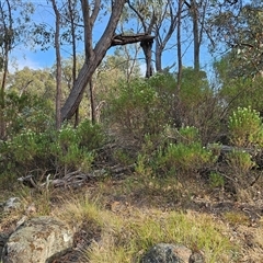 Cassinia longifolia at Hawker, ACT - 24 Nov 2024