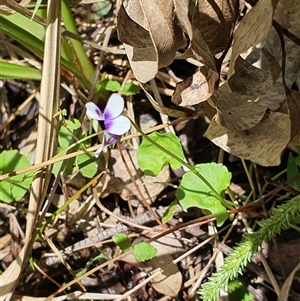 Viola banksii at Lanitza, NSW - 24 Nov 2024 12:37 PM
