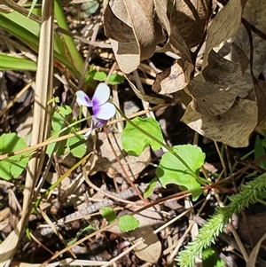 Unidentified Other Wildflower or Herb at Lanitza, NSW by MountKremnos