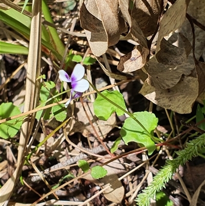 Viola banksii (Native Violet) at Lanitza, NSW - 24 Nov 2024 by MountKremnos