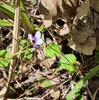 Unidentified Other Wildflower or Herb at Lanitza, NSW - 24 Nov 2024 by MountKremnos