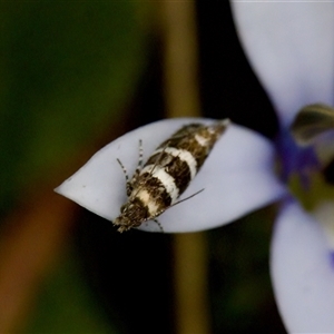 Glyphipterix meteora (A Sedge Moth) at Gundary, NSW by KorinneM