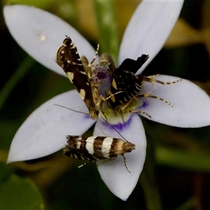 Glyphipterix meteora at Gundary, NSW - 17 Nov 2024