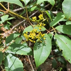 Cissus hypoglauca (Giant Water Vine) at Lanitza, NSW - 24 Nov 2024 by MountKremnos