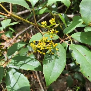 Cissus hypoglauca at Lanitza, NSW - 24 Nov 2024 12:18 PM
