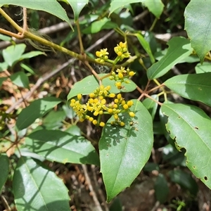 Unidentified Other Wildflower or Herb at Lanitza, NSW by MountKremnos