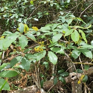 Cissus hypoglauca at Lanitza, NSW - 24 Nov 2024 12:18 PM