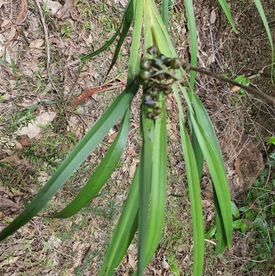 Unidentified Other Wildflower or Herb at Lanitza, NSW - 24 Nov 2024 by MountKremnos