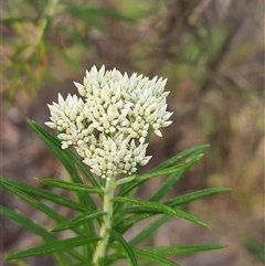 Cassinia aculeata subsp. aculeata (Dolly Bush, Common Cassinia, Dogwood) at Hawker, ACT - 24 Nov 2024 by sangio7