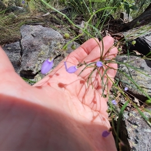 Hybanthus monopetalus (Slender Violet) at Lanitza, NSW by MountKremnos