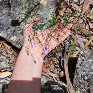 Hybanthus monopetalus at Lanitza, NSW - 24 Nov 2024 11:32 AM