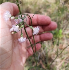 Unidentified Other Wildflower or Herb at Lanitza, NSW - 24 Nov 2024 by MountKremnos