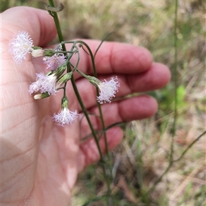 Cyanthillium cinereum at Lanitza, NSW - 24 Nov 2024