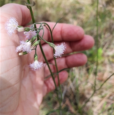 Unidentified Other Wildflower or Herb at Lanitza, NSW - 24 Nov 2024 by MountKremnos