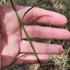 Cyanthillium cinereum at Lanitza, NSW - 24 Nov 2024