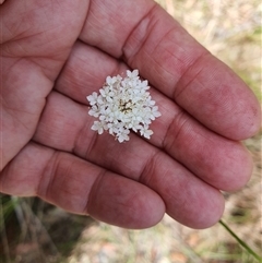 Unidentified Other Wildflower or Herb at Lanitza, NSW - 24 Nov 2024 by MountKremnos