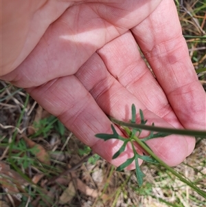 Trachymene incisa at Lanitza, NSW - 24 Nov 2024