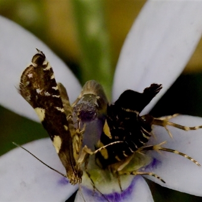 Glyphipterix chrysoplanetis (A Sedge Moth) at Gundary, NSW - 17 Nov 2024 by KorinneM