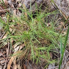 Lomandra sp. at Lanitza, NSW - 24 Nov 2024 by MountKremnos