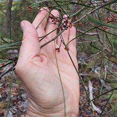 Unidentified Wattle at Lanitza, NSW - 24 Nov 2024 by MountKremnos