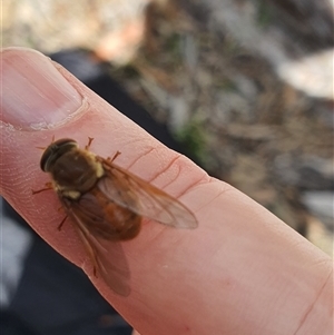 Diptera (order) at Lanitza, NSW by MountKremnos