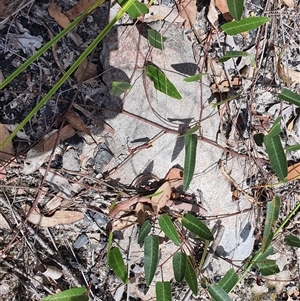 Hardenbergia violacea at Lanitza, NSW - 24 Nov 2024 11:05 AM