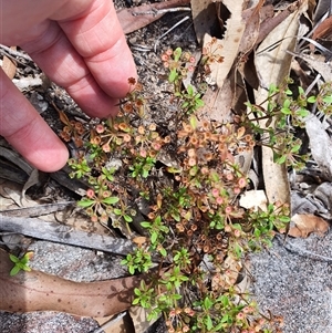 Unidentified Other Wildflower or Herb at Lanitza, NSW by MountKremnos