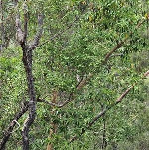 Unidentified Other Tree at Lanitza, NSW by MountKremnos