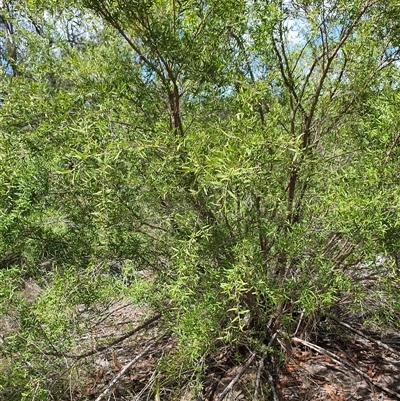 Unidentified Other Wildflower or Herb at Lanitza, NSW - 23 Nov 2024 by MountKremnos