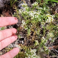 Unidentified Other Wildflower or Herb at Lanitza, NSW - 23 Nov 2024 by MountKremnos