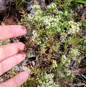 Unidentified Other Wildflower or Herb at Lanitza, NSW by MountKremnos