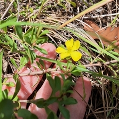 Unidentified Other Wildflower or Herb at Lanitza, NSW - 23 Nov 2024 by MountKremnos