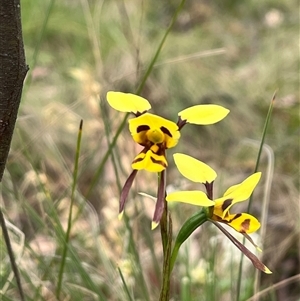 Diuris sulphurea at Tharwa, ACT - suppressed