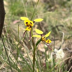 Diuris sulphurea at Tharwa, ACT - suppressed