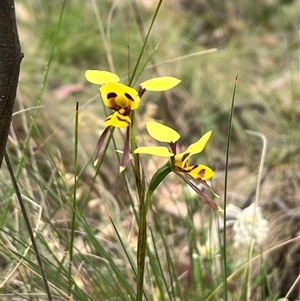 Diuris sulphurea at Tharwa, ACT - 24 Nov 2024