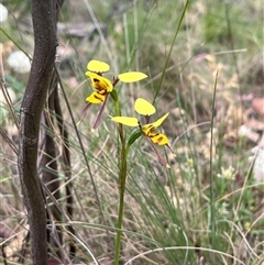 Diuris sulphurea at Tharwa, ACT - suppressed