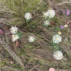 Pimelea treyvaudii (Grey Riceflower) at Tharwa, ACT - 24 Nov 2024 by courtneyb