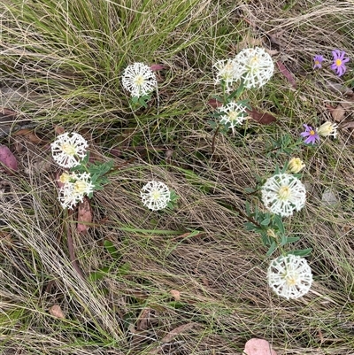 Pimelea treyvaudii (Grey Riceflower) at Tharwa, ACT - 24 Nov 2024 by courtneyb