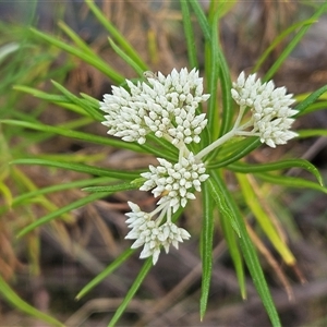 Cassinia longifolia at Hawker, ACT - 24 Nov 2024