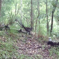 Menura novaehollandiae (Superb Lyrebird) at Pappinbarra, NSW - 18 Mar 2024 by jonvanbeest