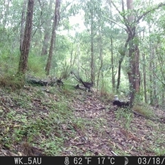 Menura novaehollandiae at Pappinbarra, NSW - 18 Mar 2024