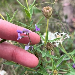 Glycine clandestina (Twining Glycine) at Tharwa, ACT by courtneyb