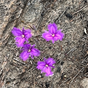 Thysanotus tuberosus at Tharwa, ACT - 24 Nov 2024