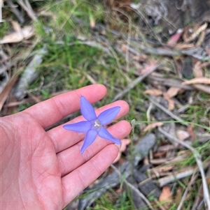 Wahlenbergia sp. at Tharwa, ACT - 24 Nov 2024