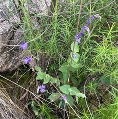 Veronica perfoliata at Tharwa, ACT - 24 Nov 2024