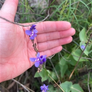 Veronica perfoliata at Tharwa, ACT - 24 Nov 2024