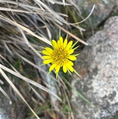 Tragopogon dubius at Tharwa, ACT - 23 Nov 2024 by courtneyb