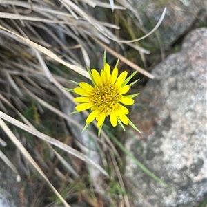 Tragopogon dubius at Tharwa, ACT - 24 Nov 2024 09:36 AM