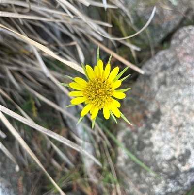 Tragopogon dubius at Tharwa, ACT - 23 Nov 2024 by courtneyb